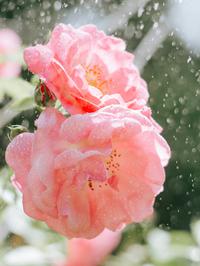 Kako zalijevati ruže