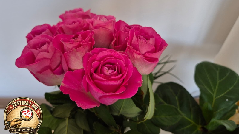 Je li pra&scaron;ak koji dolazi uz bukete cvije&cacute;a koristan? Napravila sam eksperiment i prili&ccaron;no se iznenadila