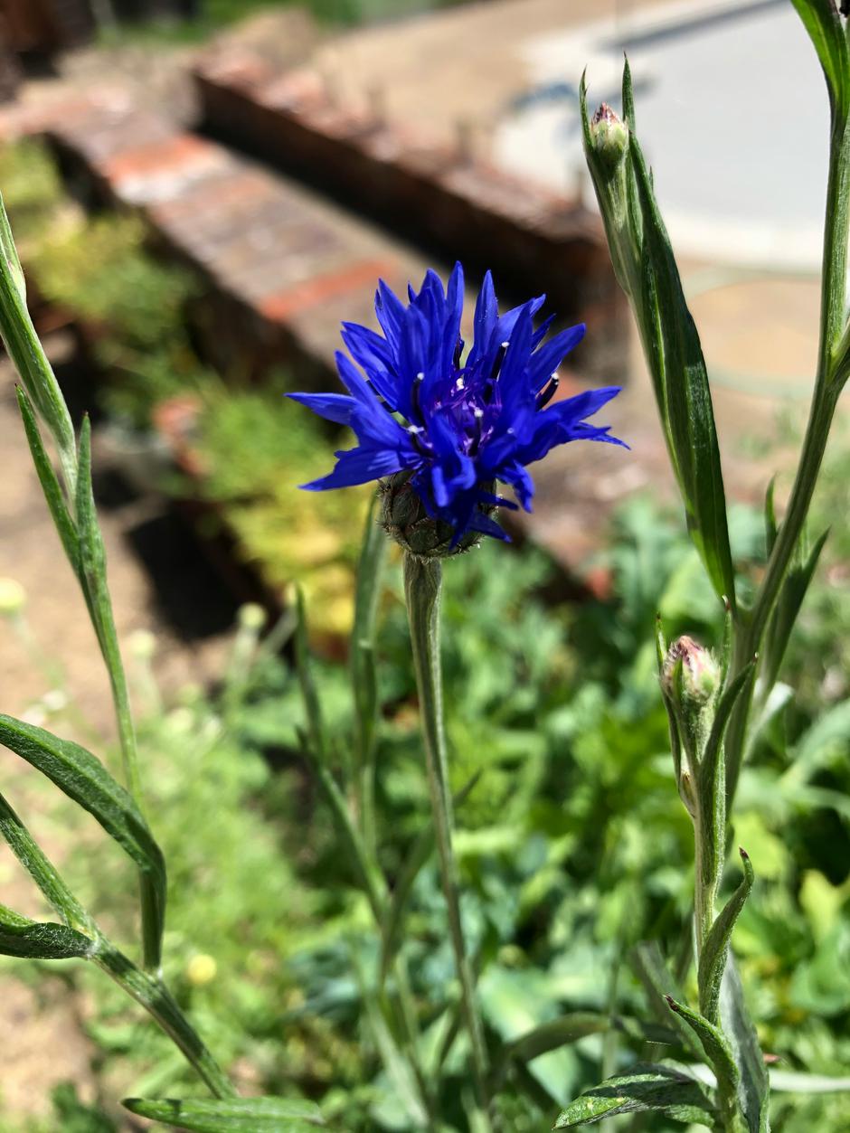  | Autor: L-J Nature/ Unsplash