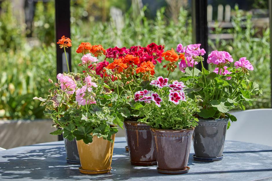  | Autor: Pelargonium of Europe