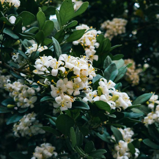 Jasmin