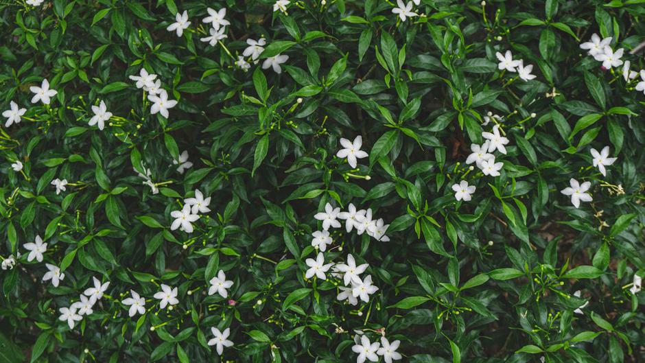  | Autor: Pexels/Thang Cao