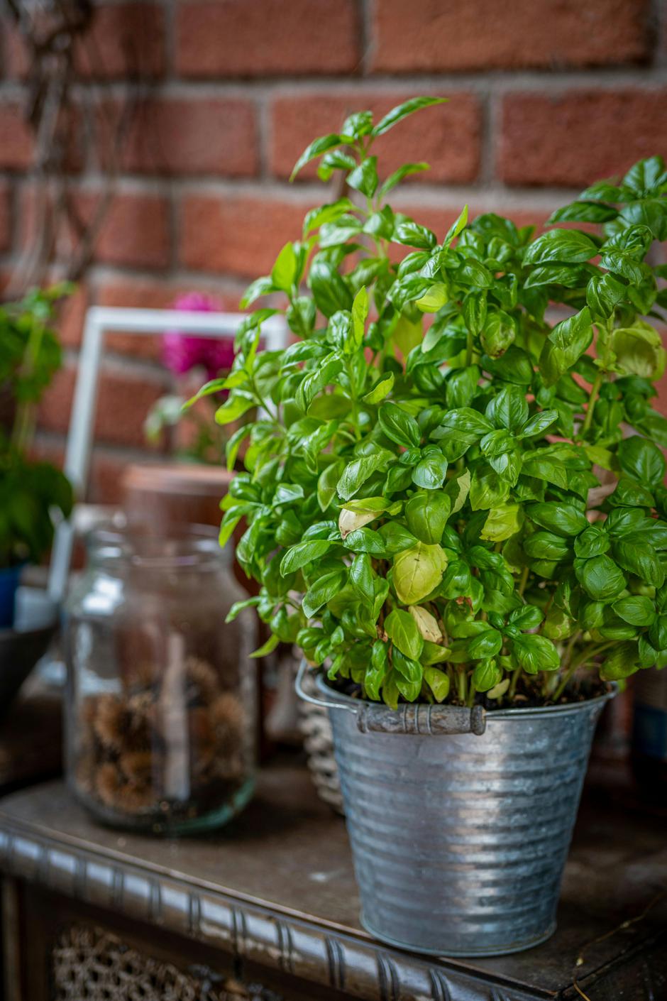 bosiljak | Autor: Pexels/Gundula Vogel