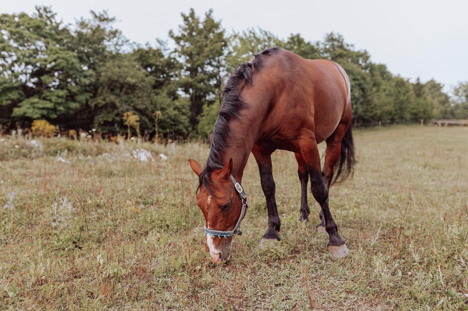  | Autor: ranch-deervalley.com