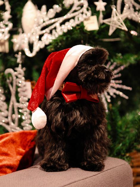 Najbolji izbor božićnih poklona za vašeg psa