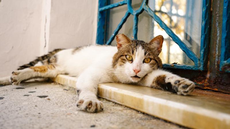 10 svjetskih gradova s najvi&scaron;e uli&ccaron;nih ma&ccaron;aka - me&dstrok;u njima je i jedan iz biv&scaron;e Jugoslavije