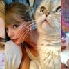 Mačke Taylor Swift