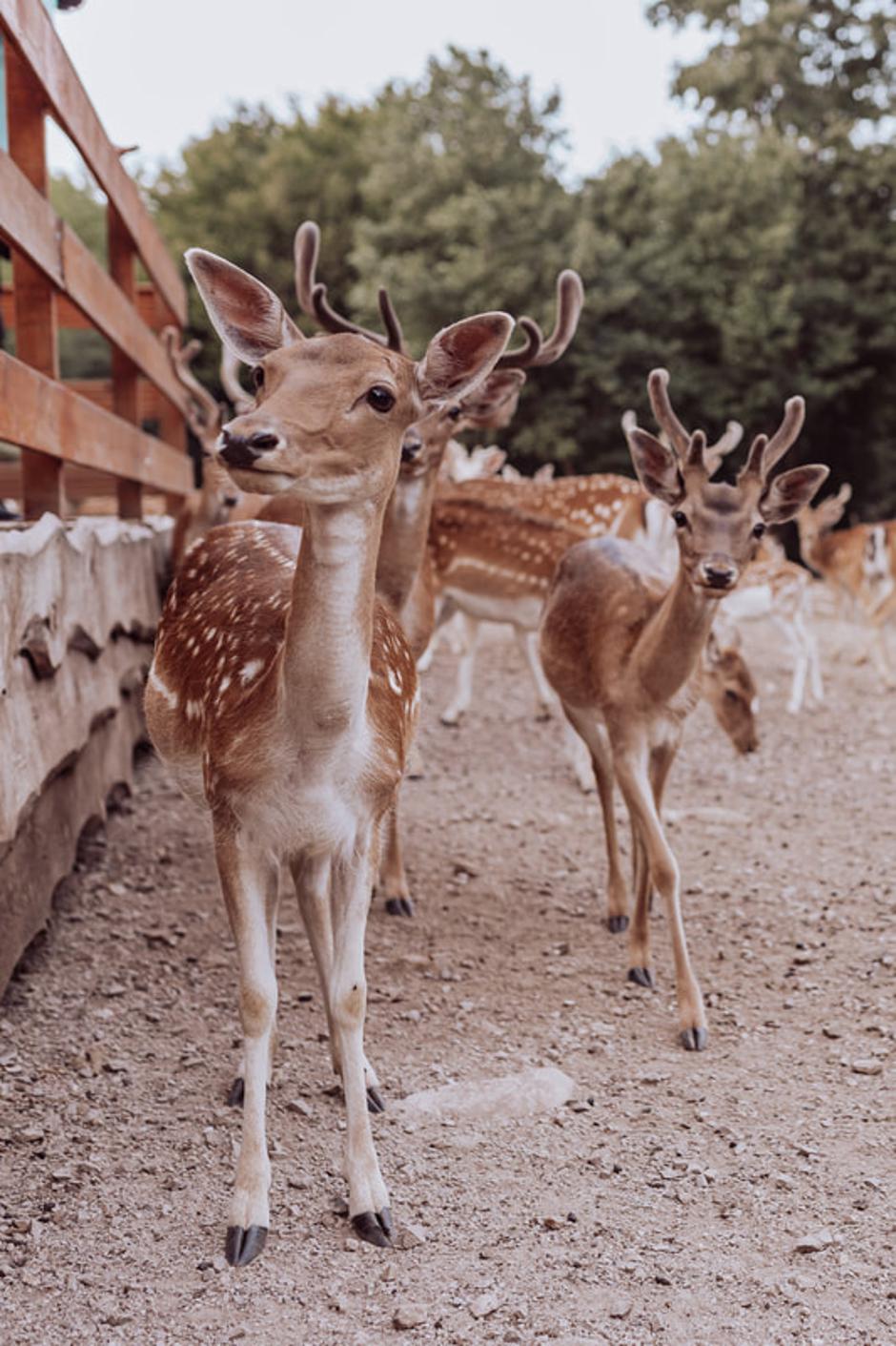  | Autor: ranch-deervalley.com