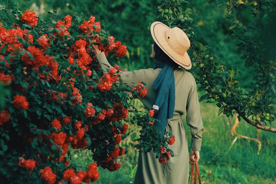 Pravilno obrezivanje ruža