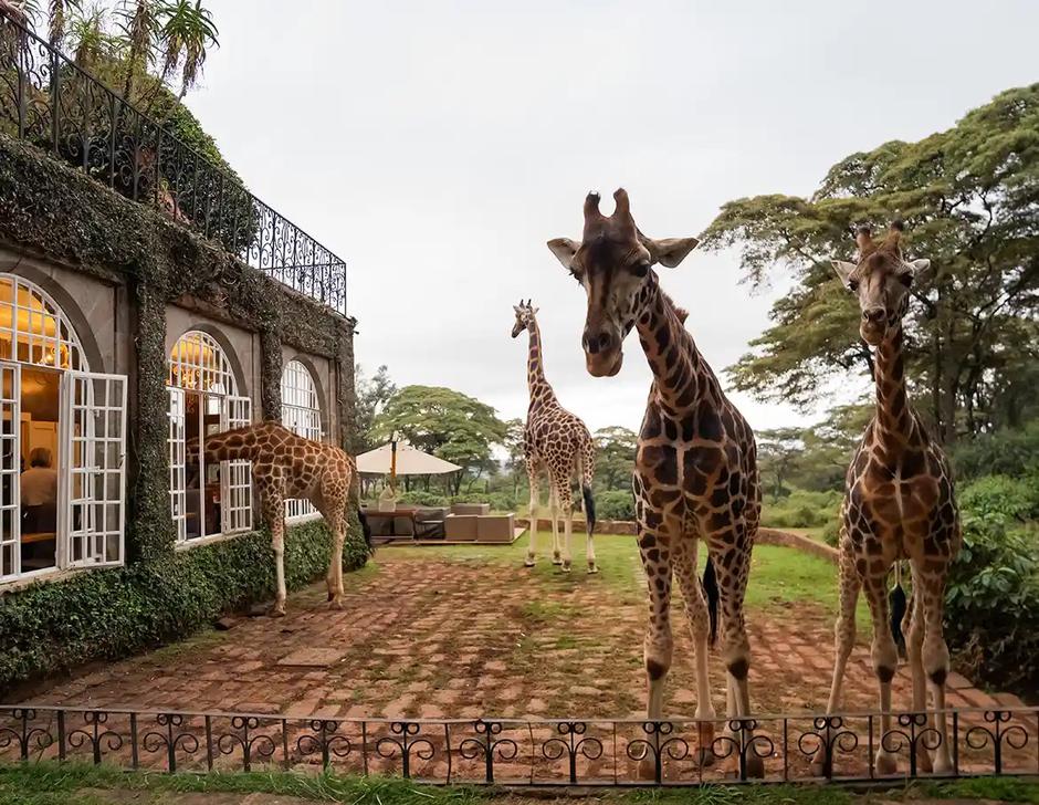  | Autor: https://www.thesafaricollection.com/properties/giraffe-manor/