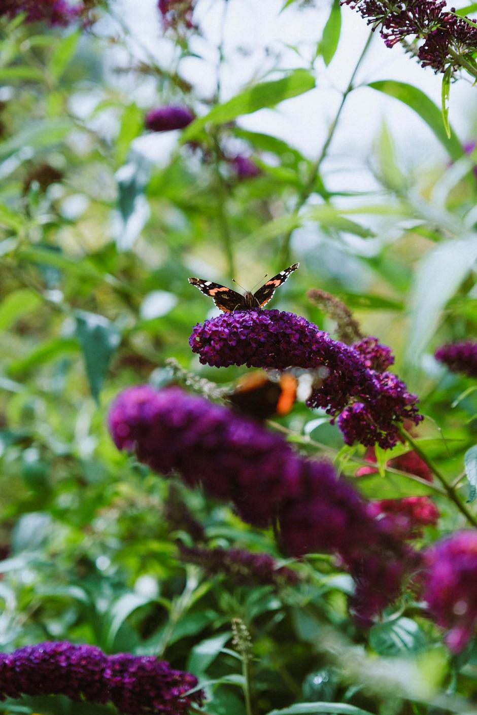  | Autor: Pexels/Matteo Badini