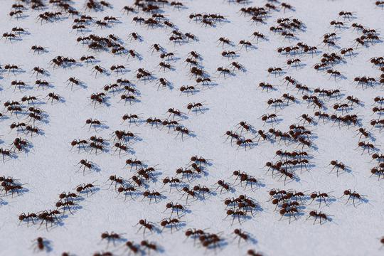 Kako se riješiti mrava