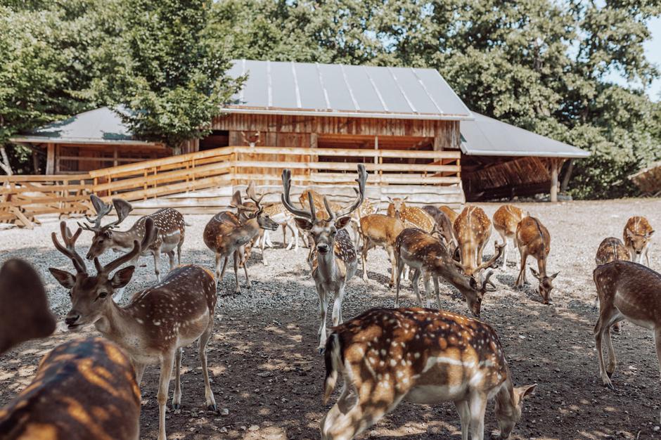  | Autor: ranch-deervalley.com