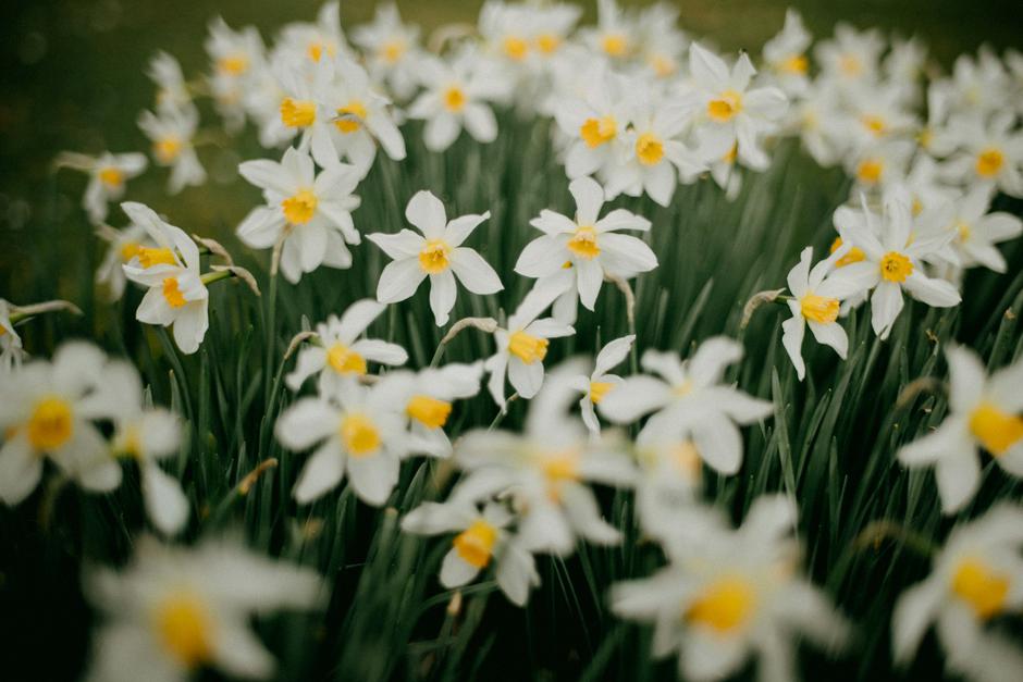  | Autor: Unsplash / Annie Spratt