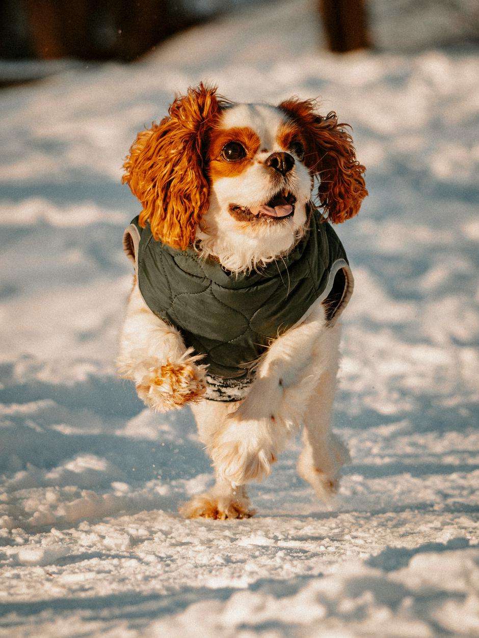  | Autor: Unsplash/Dawid Tkocz