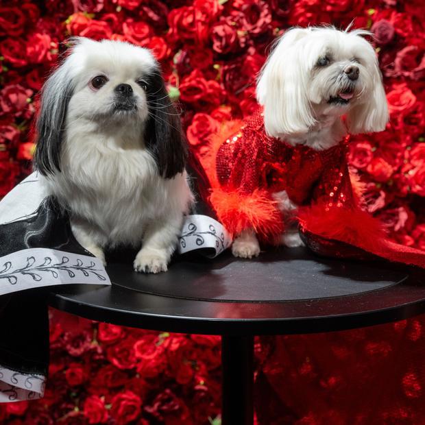 Pet Gala