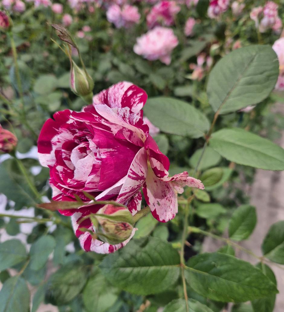  | Autor: Privatni album