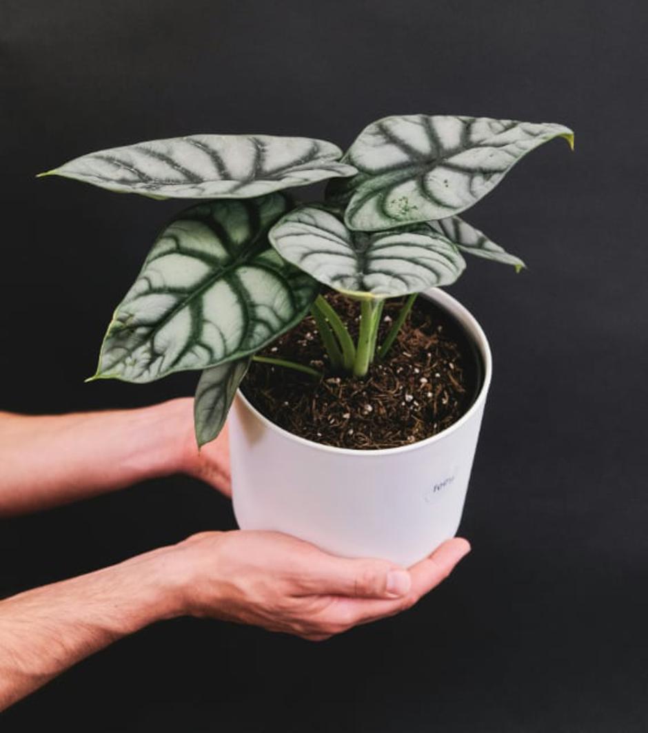  | Autor: Unsplash/Feey