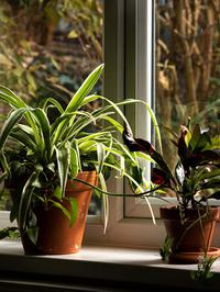 Biljke na prozoru