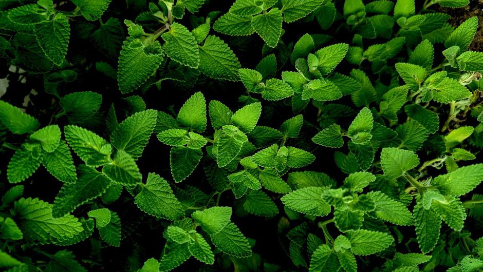  | Autor: Pexels/F 植生记