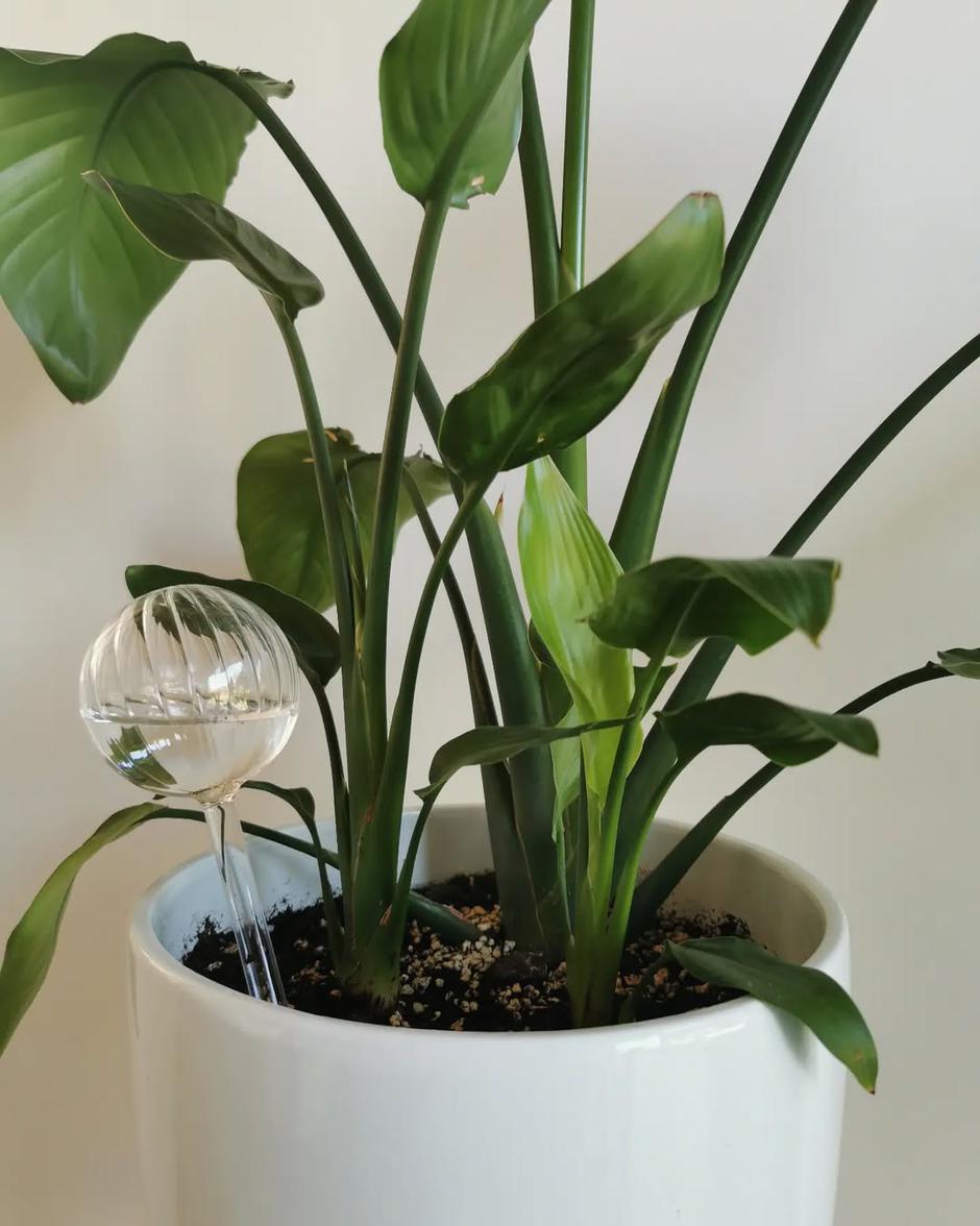  | Autor: Instagram @aiste.bu