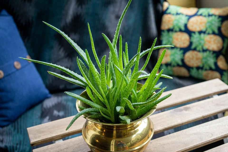 Aloe vera jedna je od najpopularnijih biljaka. Kako je njegovati da bude  zdrava, bujna i lijepa? - Miss7.24sata.hr