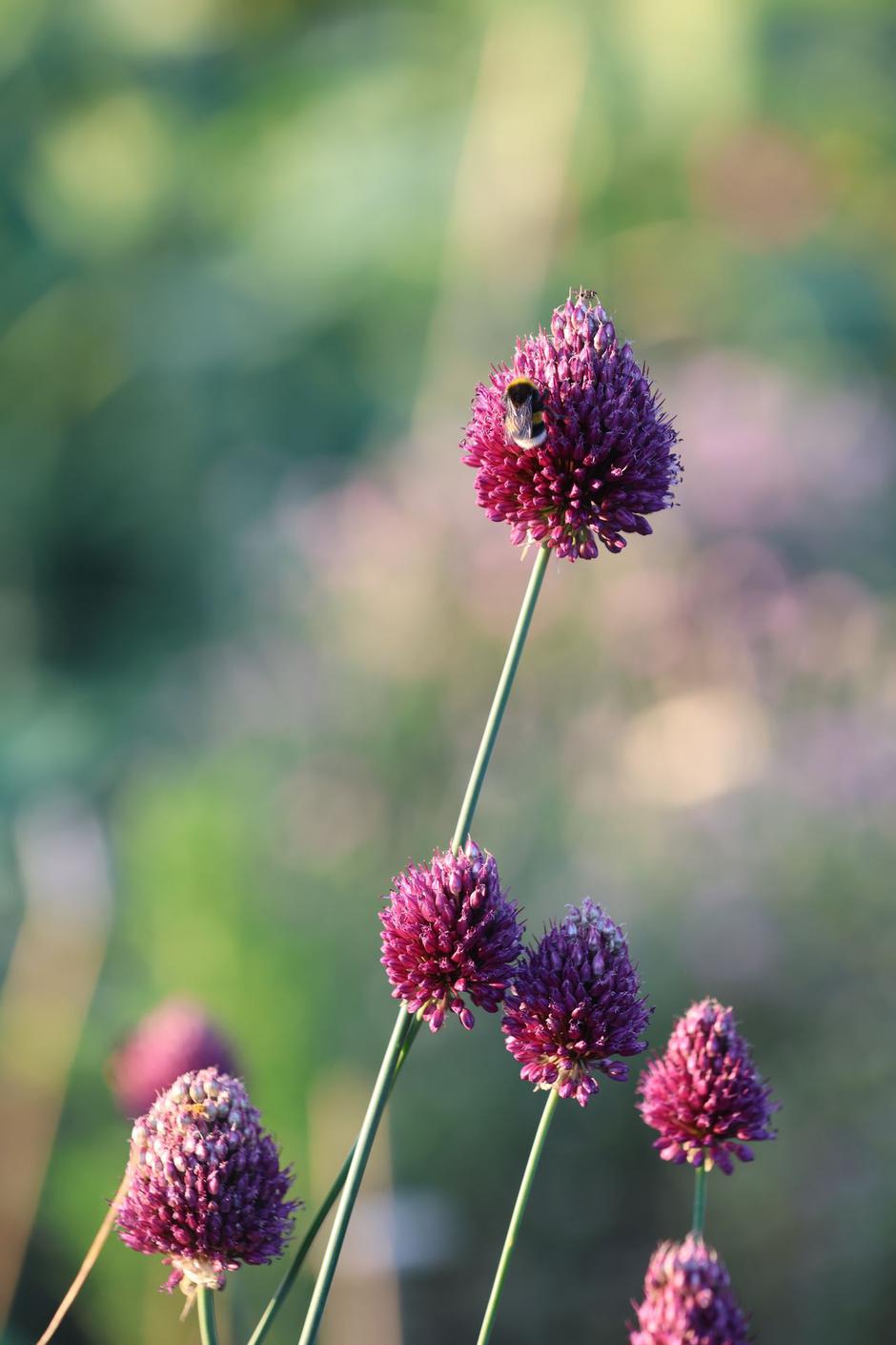  | Autor: Pexels/Ann H