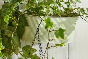 FOTO: Bacamo se na uređenje terase ili balkona. Ove Sinsay tegle za biljke će im dati dozu šarma