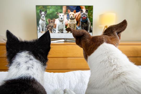 DogTV, pseća televizija koja krati vrijeme ljubimcima dok su sami kod kuće