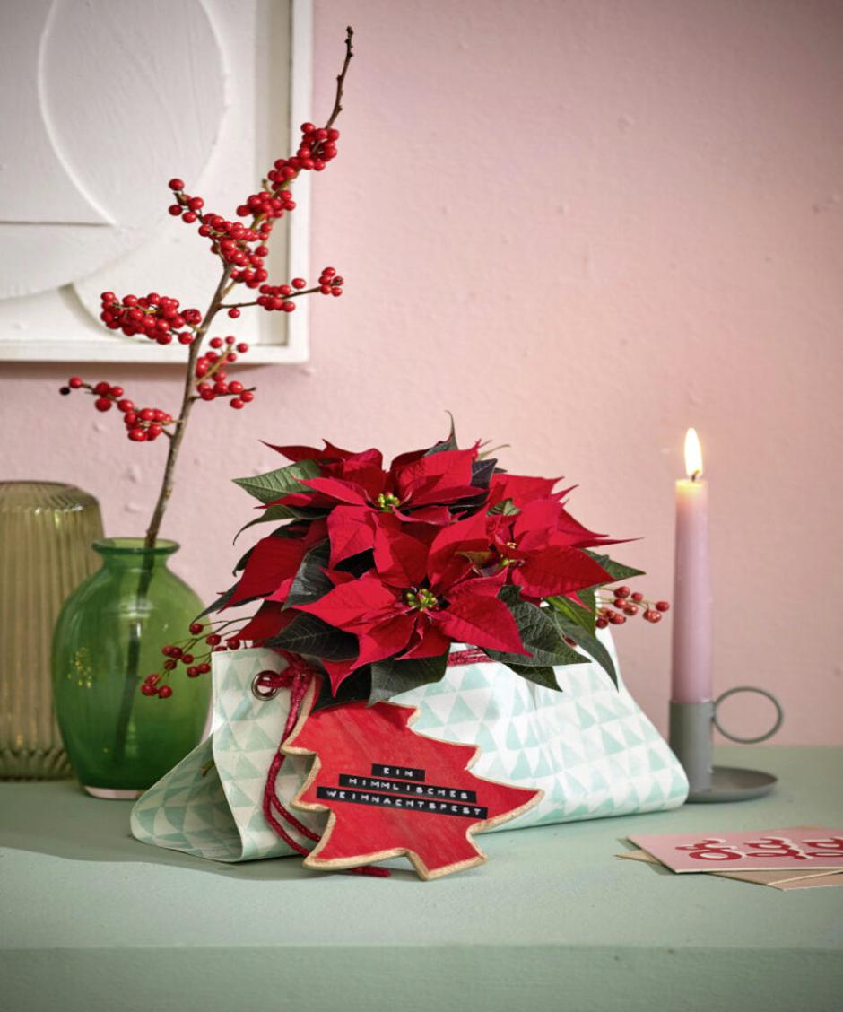  | Autor: https://starsforeurope.com/hr/