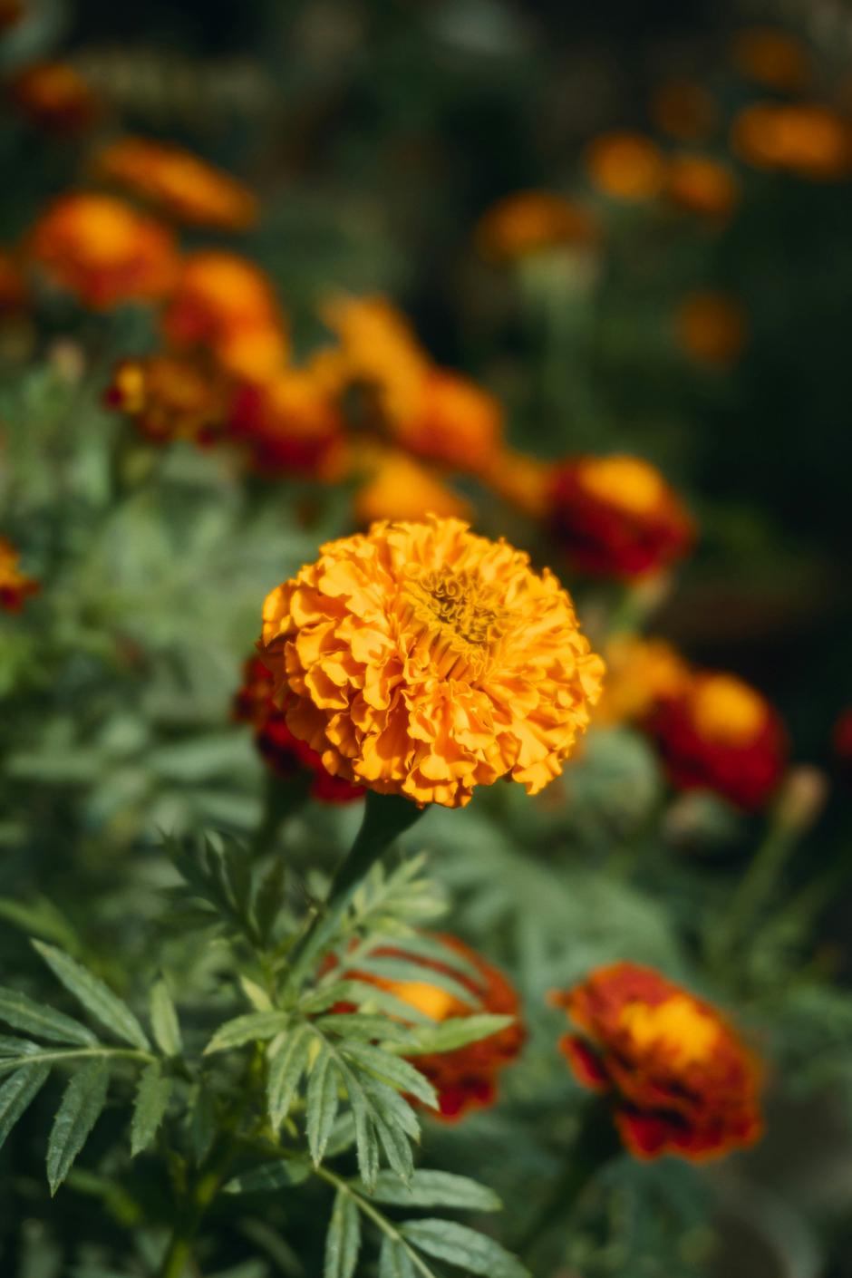  | Autor: Unsplash / Subhra Jyoti Paul