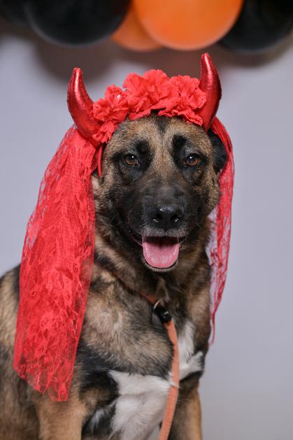 Psi i mace iz Dumovca maskirali su se za Halloween i pozvali na jesensko udomljavanje. Tako su slatki da je nemoguće odoliti!