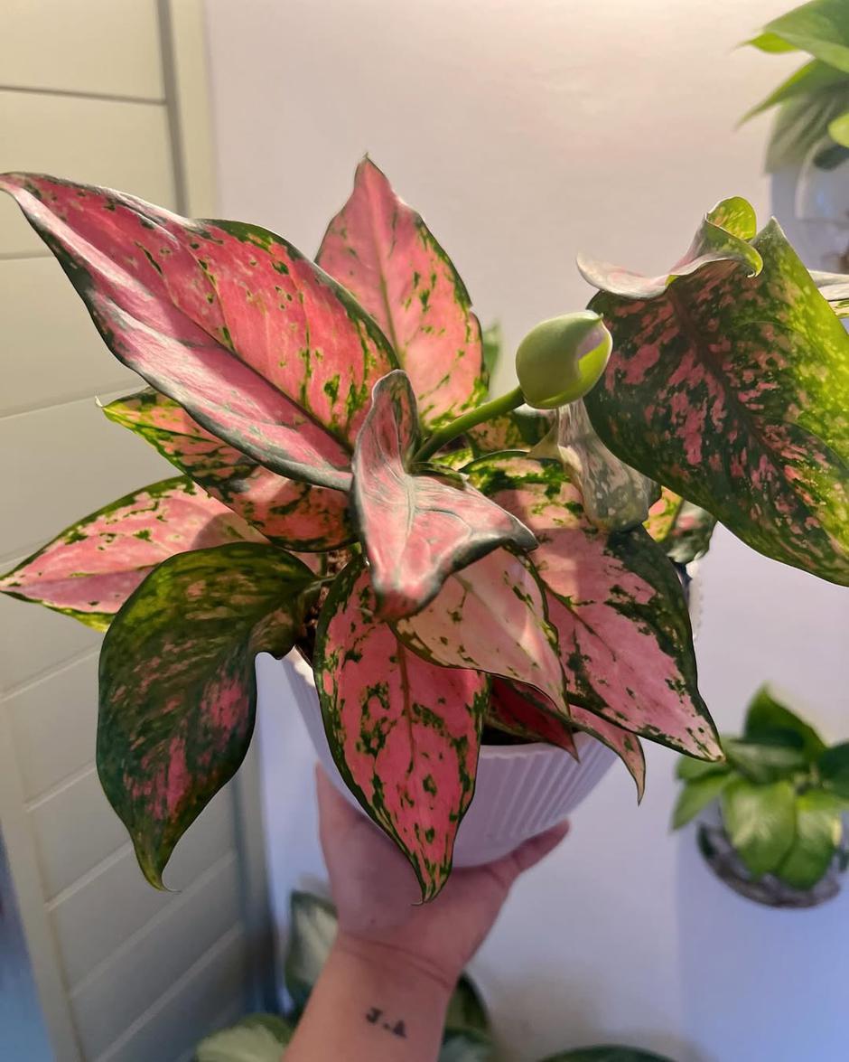  | Autor: Instagram @la.interiorgreens