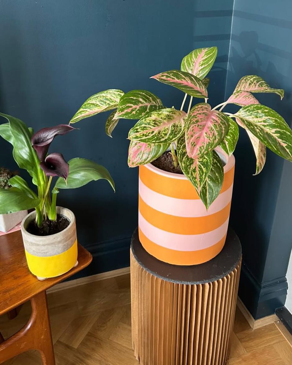  | Autor: Instagram @pow_pots