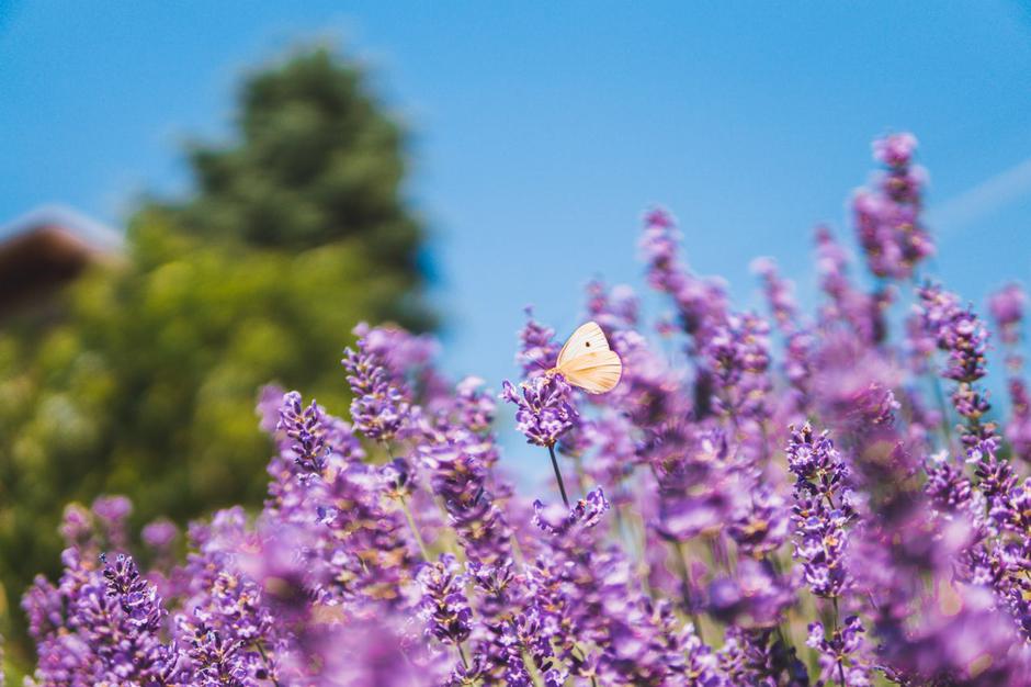  | Autor: Pexels / Vito Vidović