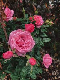 Kako nahraniti ruže