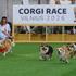 FOTO Najbrža doza slatkoće: Utrka corgija već i zvuči smiješno, a tek prizori!
