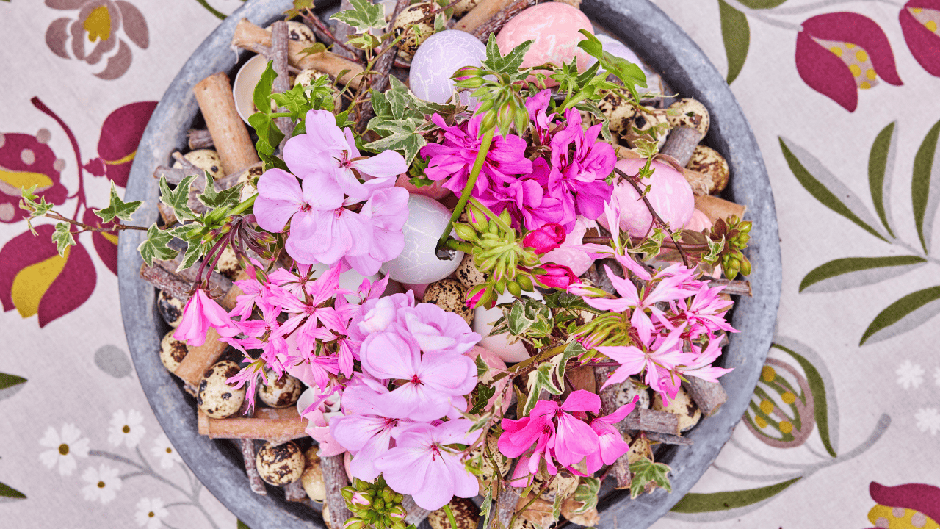  | Autor: Pelargonium of Europe