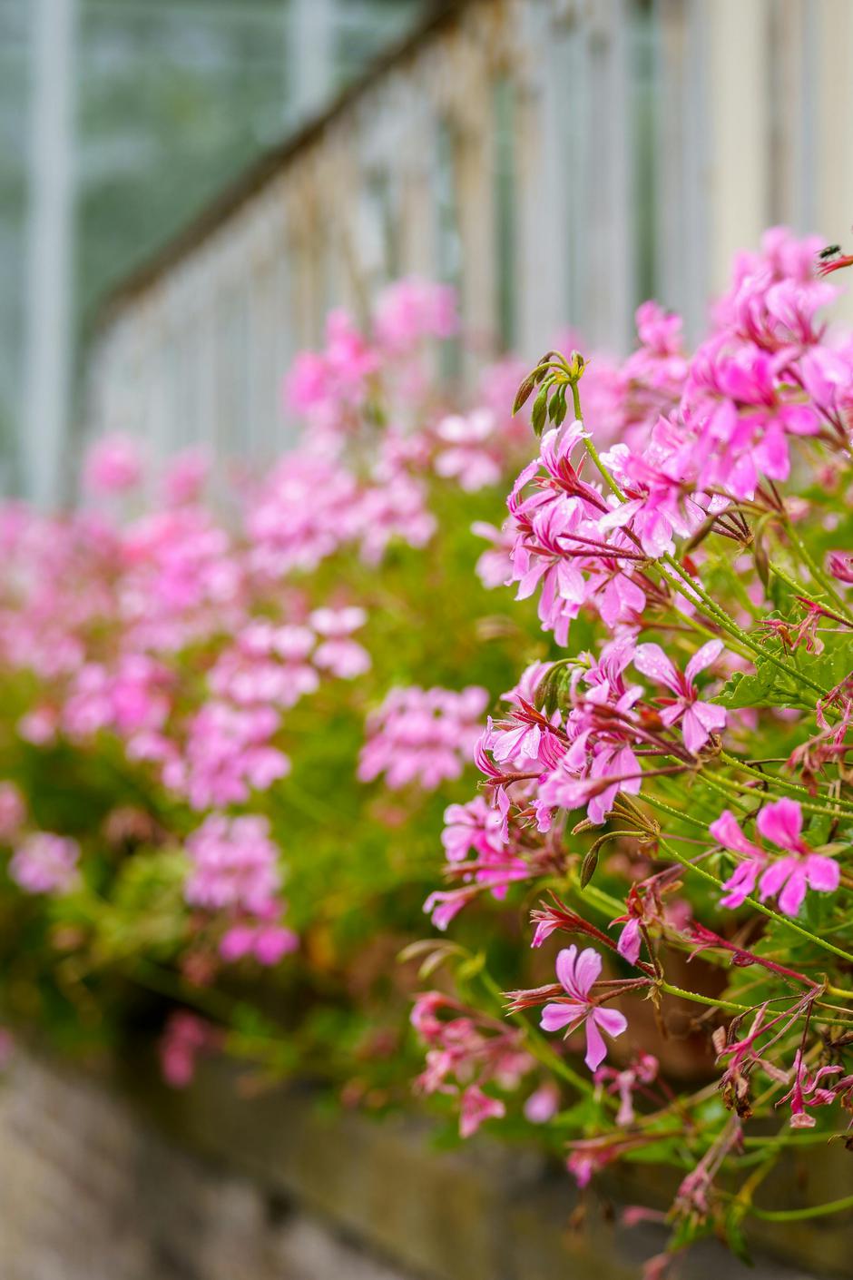  | Autor: Pexels/Maarten Ceulemans