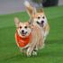 FOTO Najbrža doza slatkoće: Utrka corgija već i zvuči smiješno, a tek prizori!