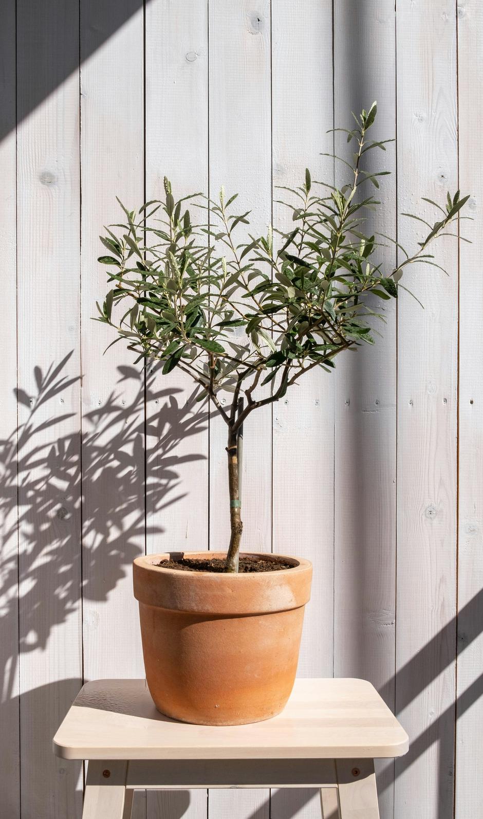  | Autor: Unsplash/Norbert Velescu