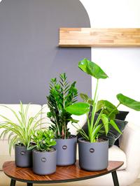 Biljke koje brzo rastu