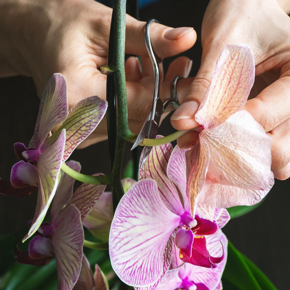 Sve što trebaš znati kako ti orhideja više nikad ne bi uvenula | Autor: shutterstock