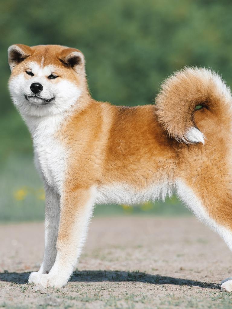 Акита ину вес. Акита-ину. Японская собака Акита. Акита щенок. Хвост Акита ину.