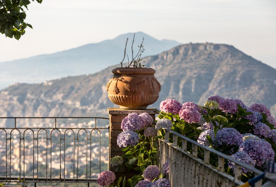 Hortenzije mogu uspijevati i na balkonima | Autor: Shutterstock