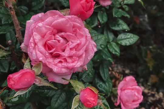 Kako nahraniti ruže