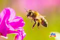 Novo u dm-u  Iskusite učinkovitost pčelinjeg voska uz proizvode Apisan