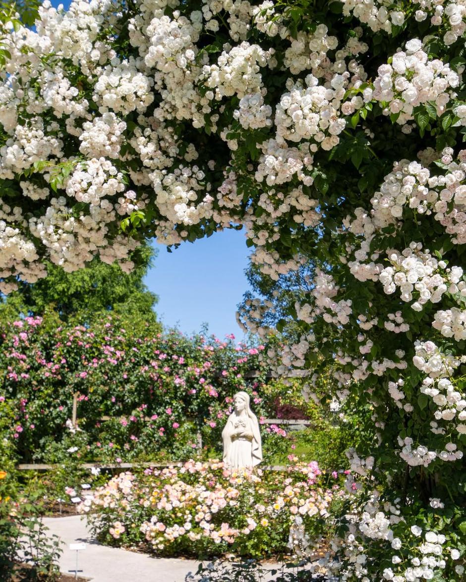  | Autor: Instagram @arboretumvolcjipotok