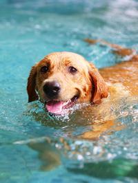 Što trebaš znati prije nego psa odvedeš u vodu