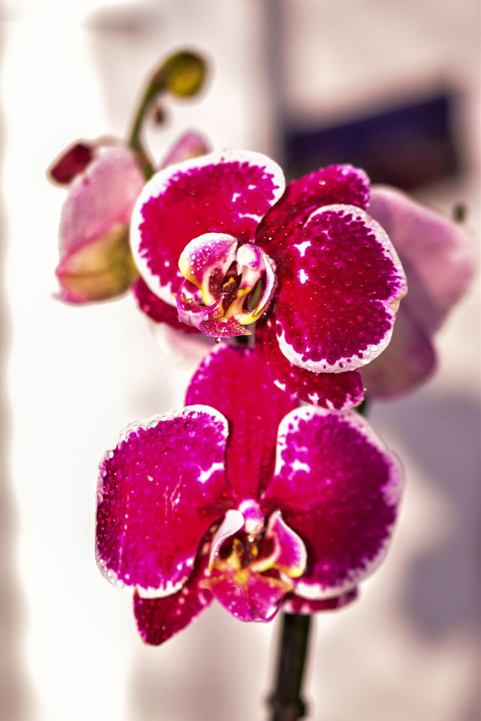  | Autor: Pexels/Diana
